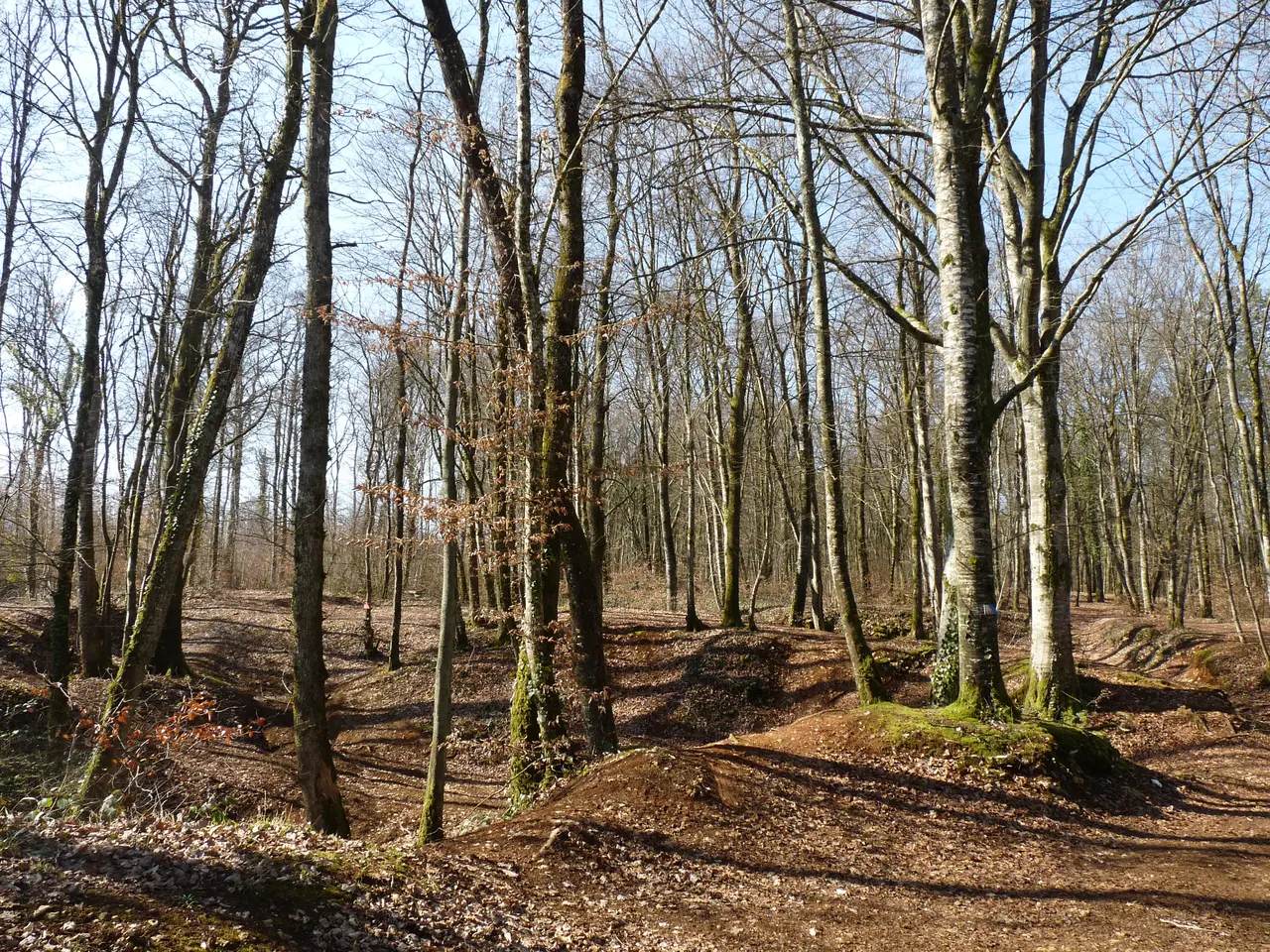 Montreuil-sur-Thonnance-Forêt communale (3)