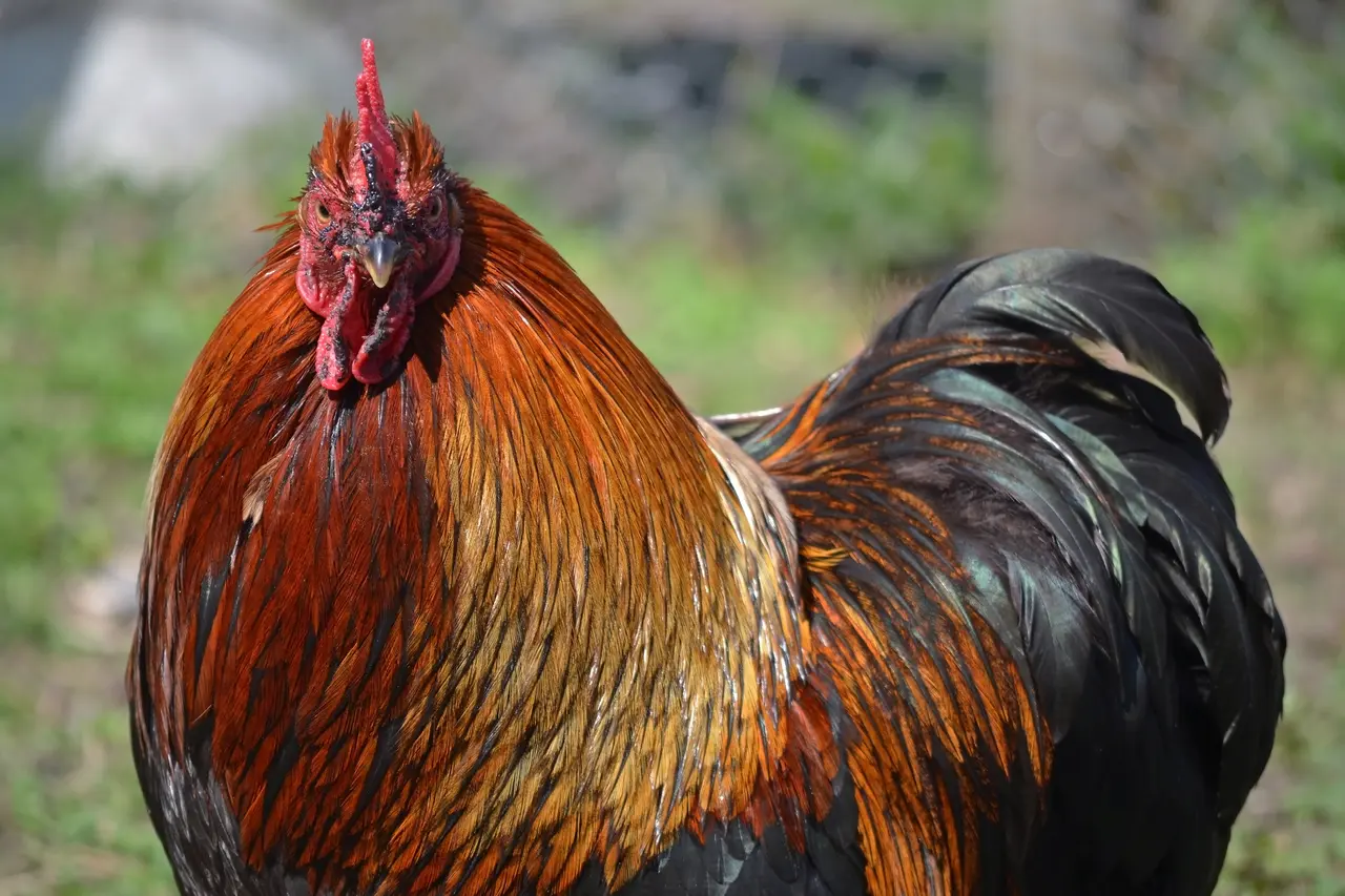Paulx - Bantam rooster (1)