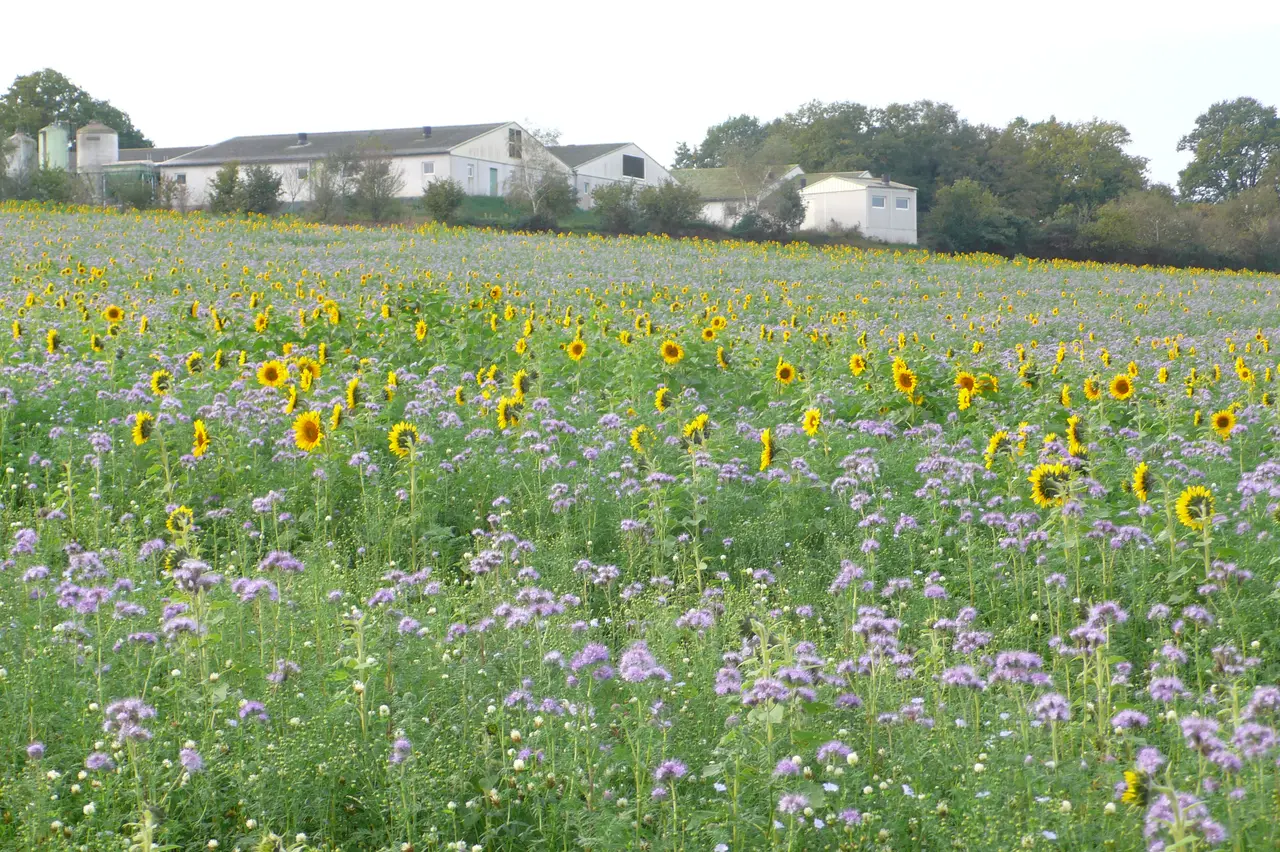 Agriculture pierric