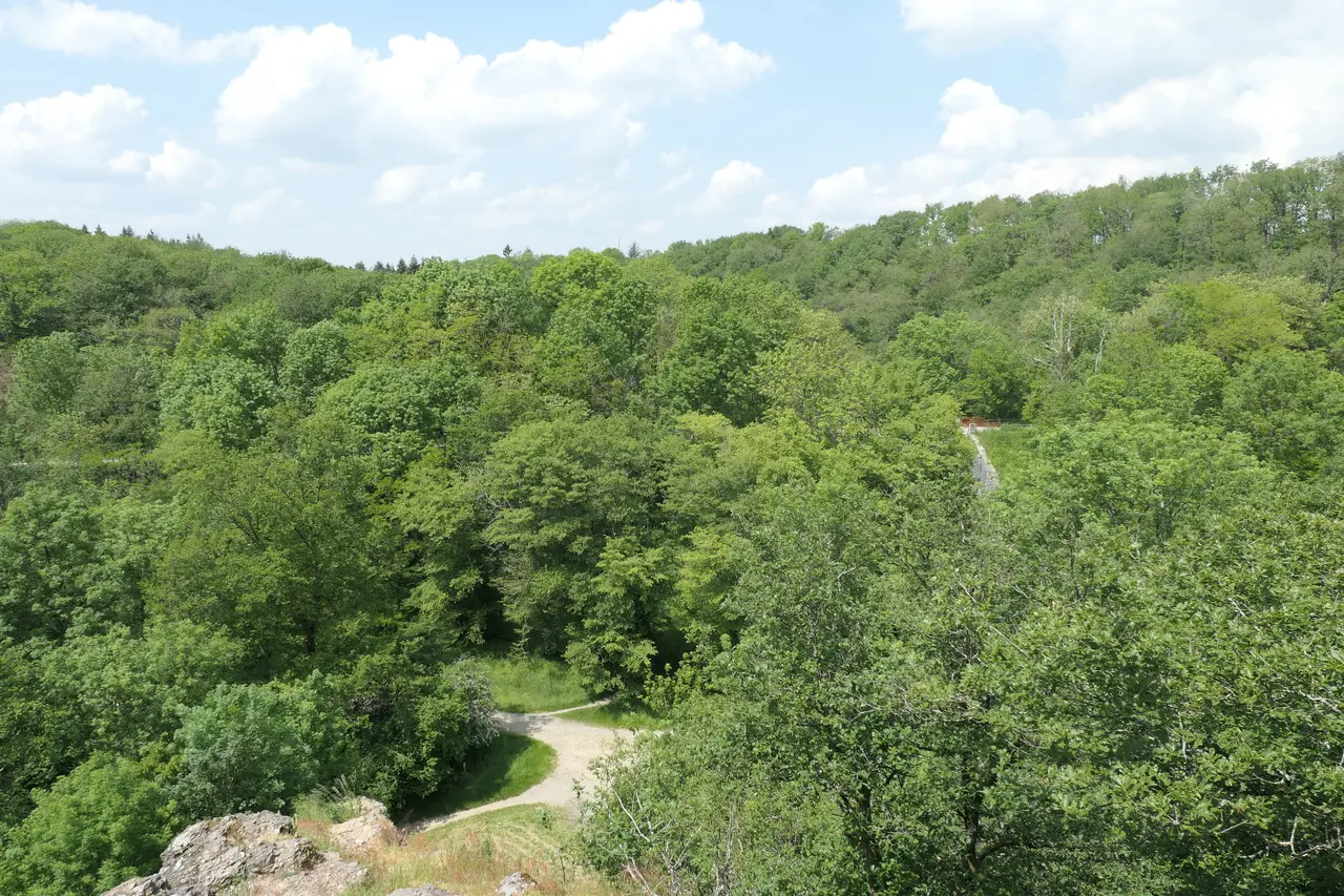 Saint-Berthevin - forêt de Concise 01