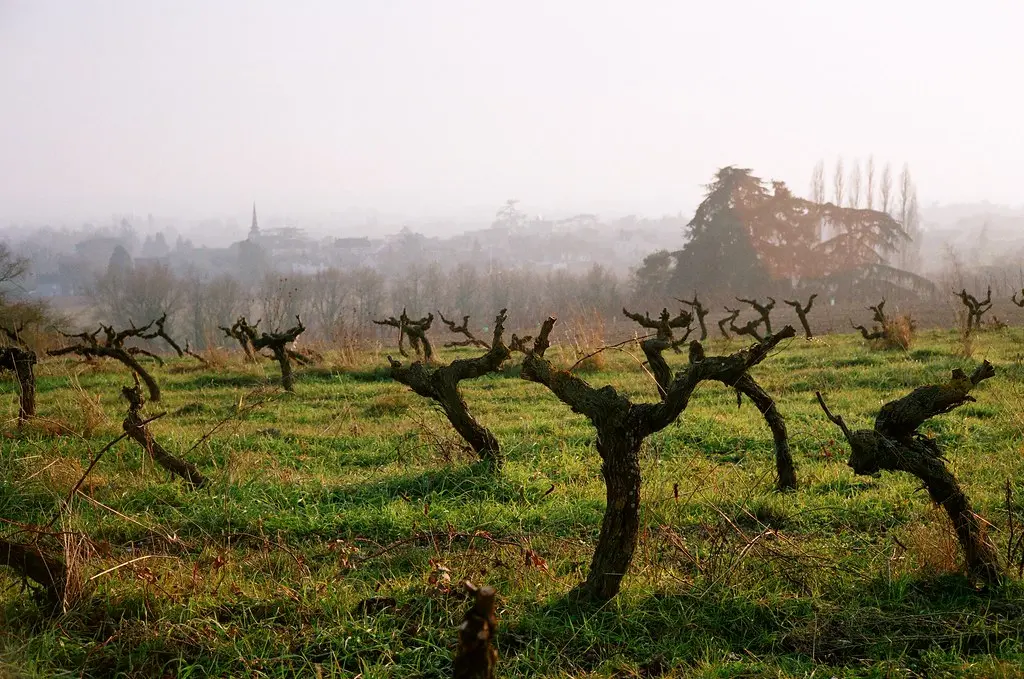 Savennière vineyard