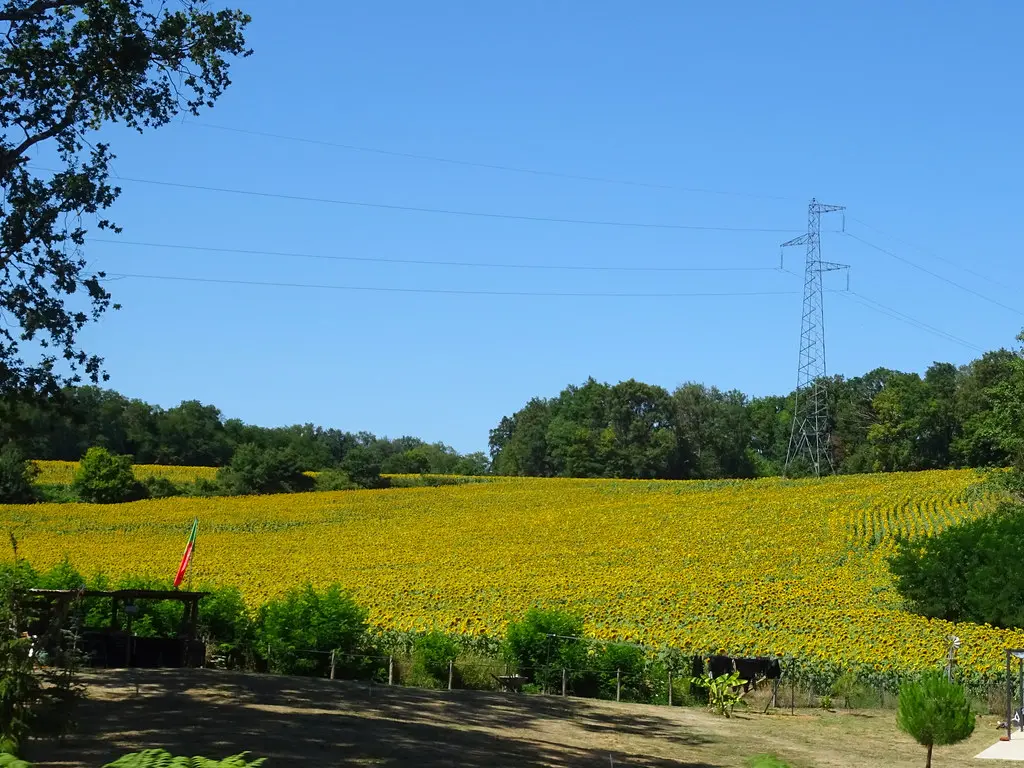 Champ de tournesols entre Bonnétable et Sillé-le-Philippe, Sarthe