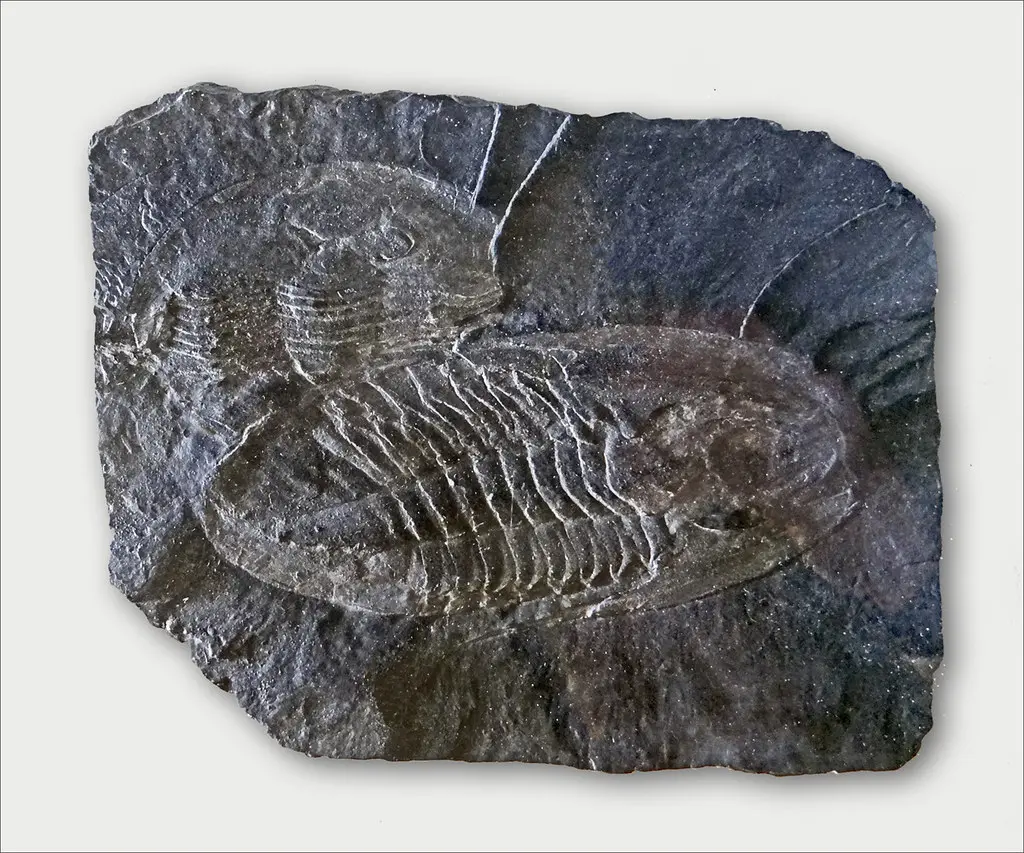 Trilobites (musée de l'ardoise, Trélazé)