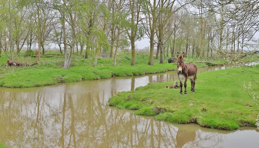 Triaize, le marais mouillé