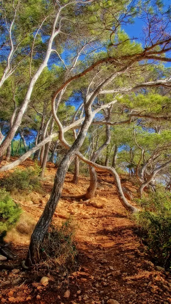 The path under pine trees-Bandol-France