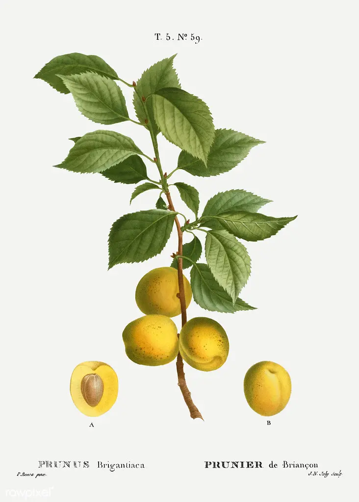 Briançon apricot (Prunus brigantiaca) illustration from Traité