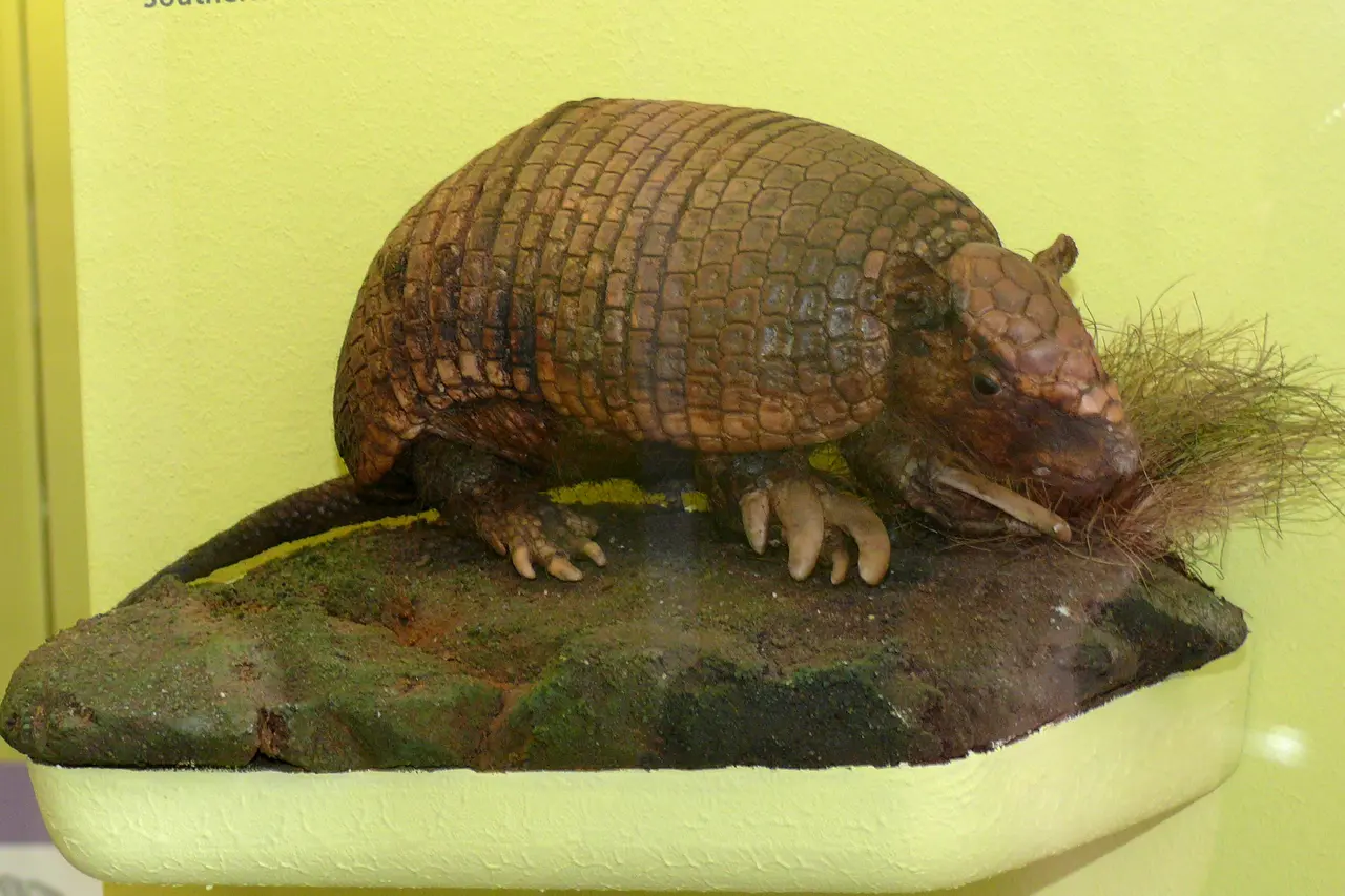 File:Nacktschwanzgürteltier (Cabassous unicinctus).jpg