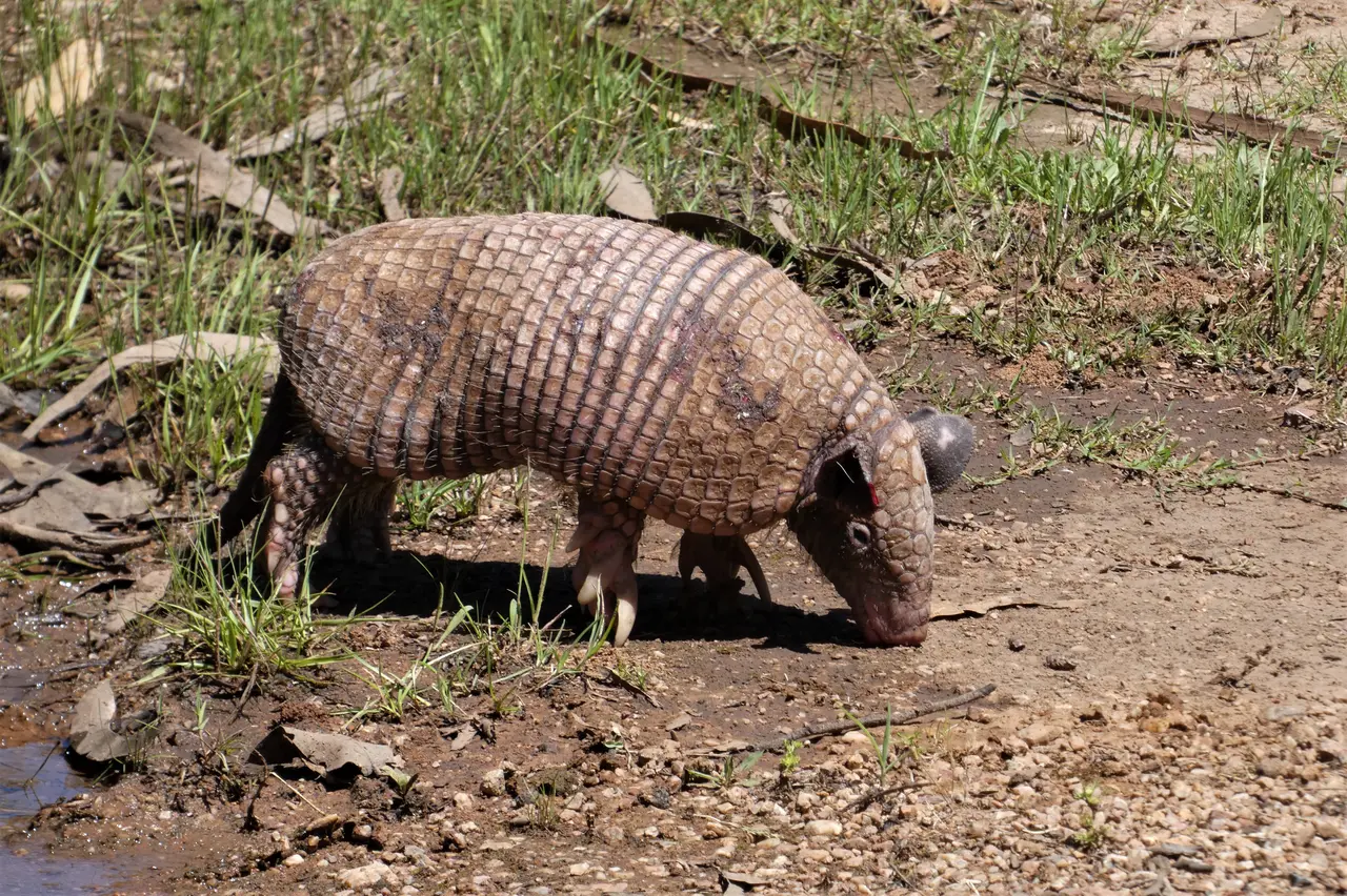 Ejemplar de tatu de rabo molle (Cabassous tatouay), Uruguay, 2022