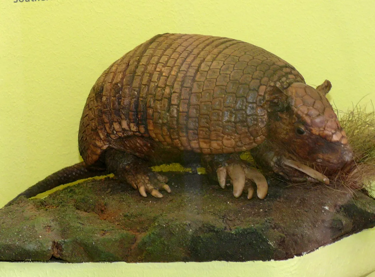 Cabassous unicinctus