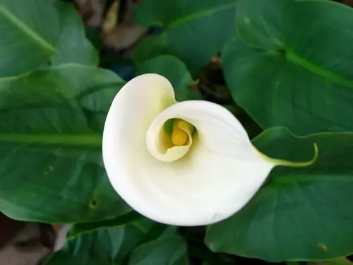 White Calla Lily Flower