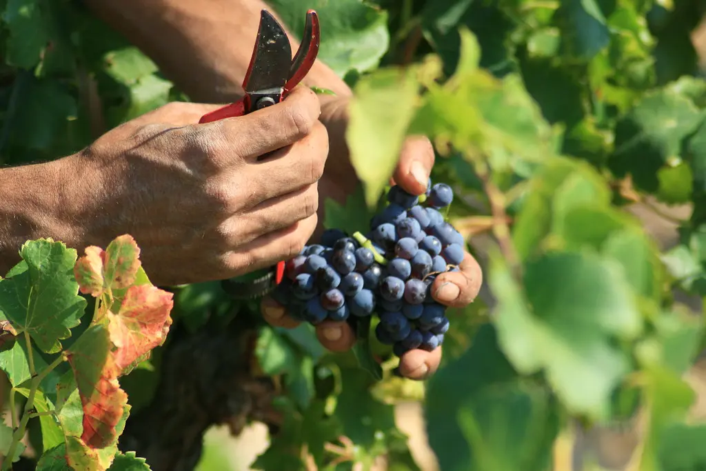 vendanges , domaine Roger SABON (Châteauneuf-du-Pape,FR84)