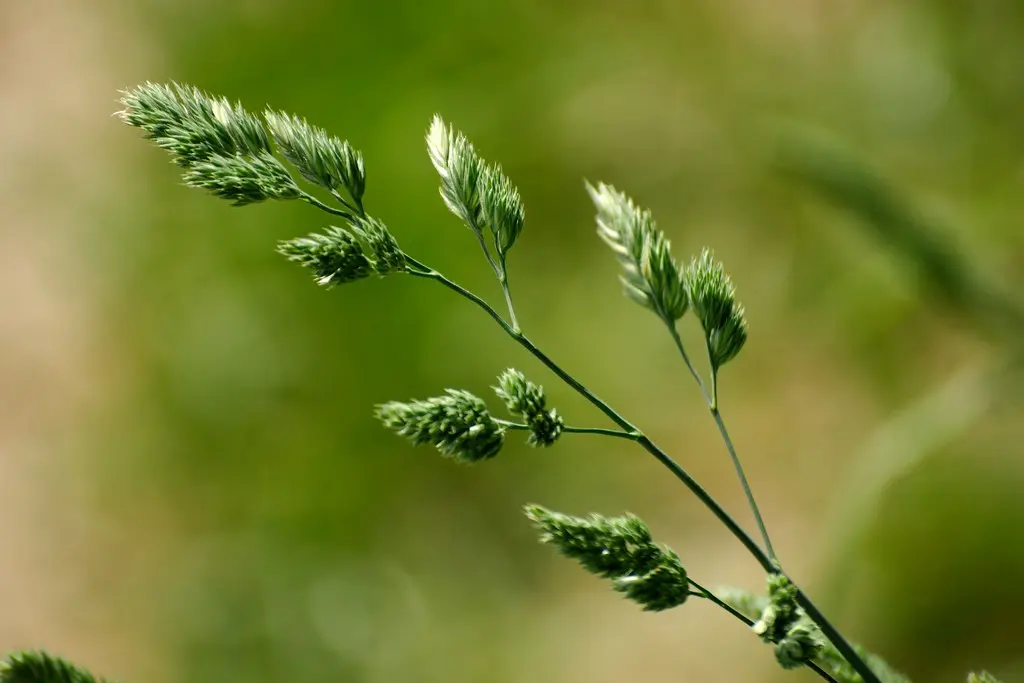 Grass