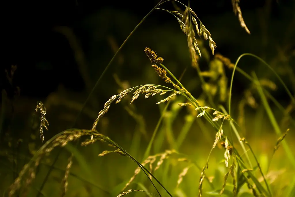 Grass