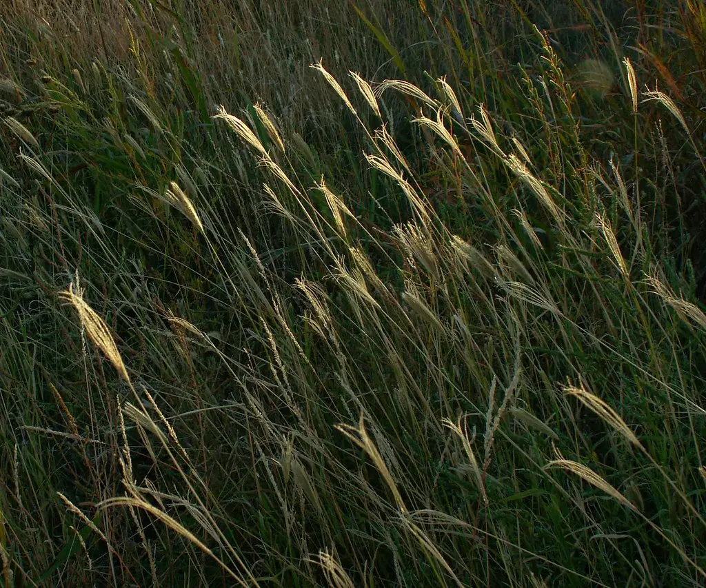 Roadside Prairie Grass, Texas