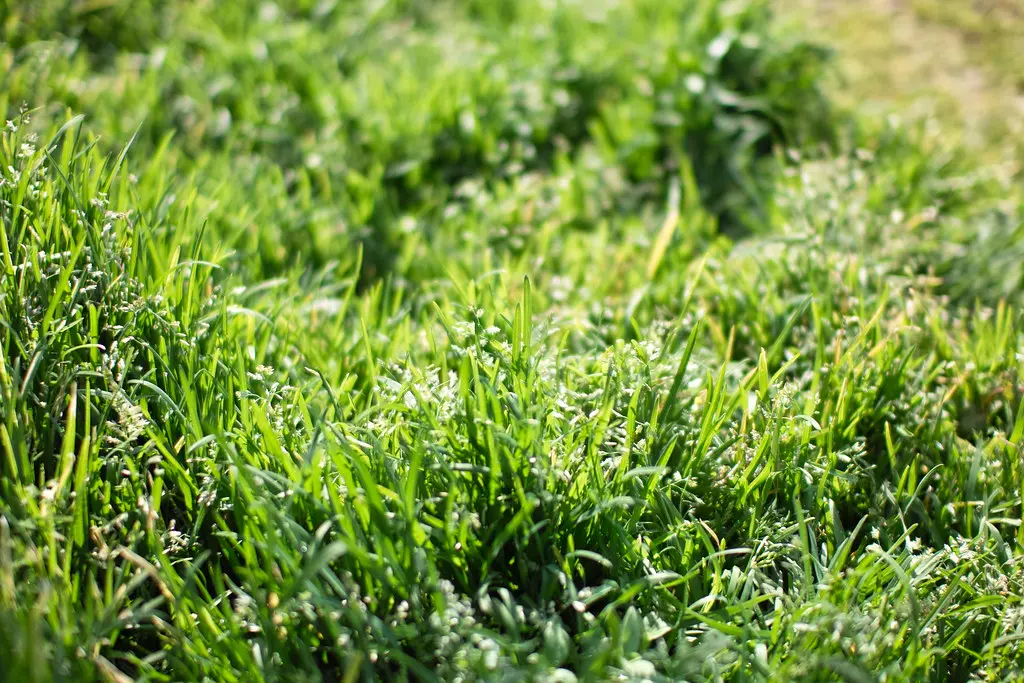 Green Grass