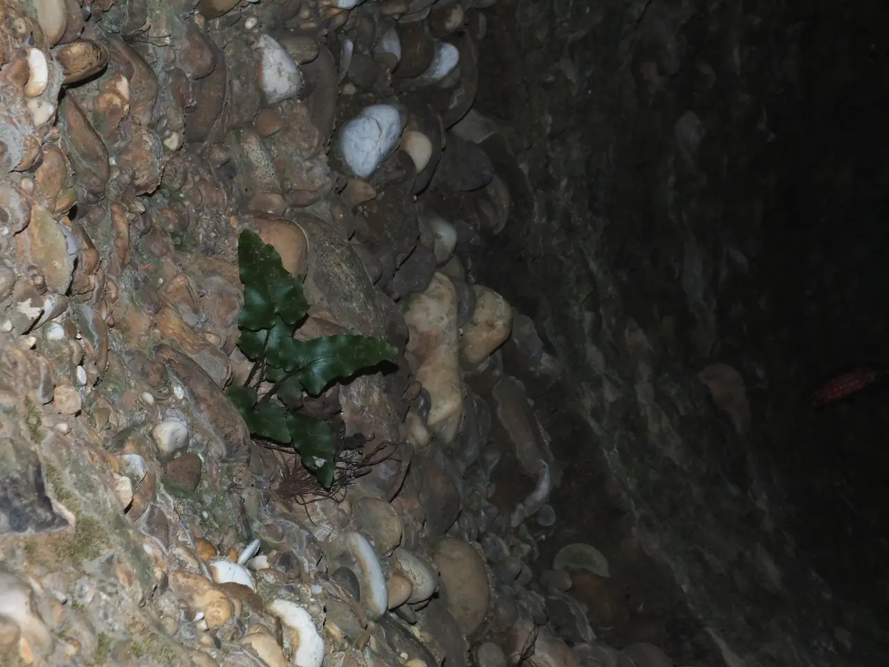 Asplenium sagittatum, puit, Plaine de la Crau (Matthieu Gauvain)