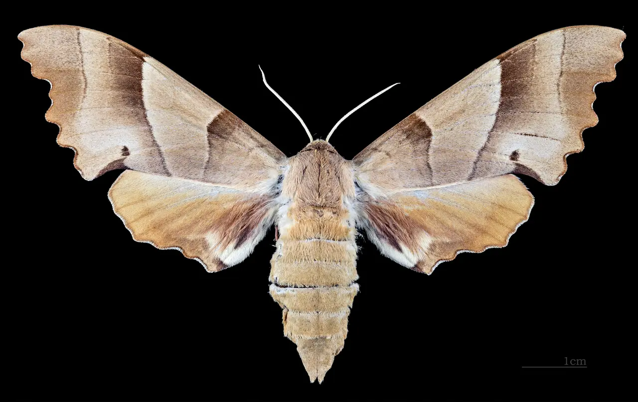 Marumba quercus MHNT CUT 2010 0 89 La Croix-Valmer female dorsal