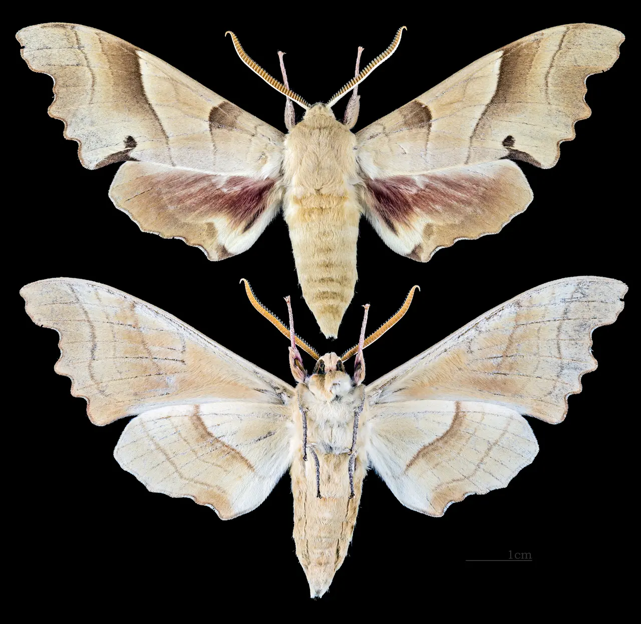 File:Marumba quercus MHNT CUT 2010 0 89 La Croix-Valmer Male.jpg