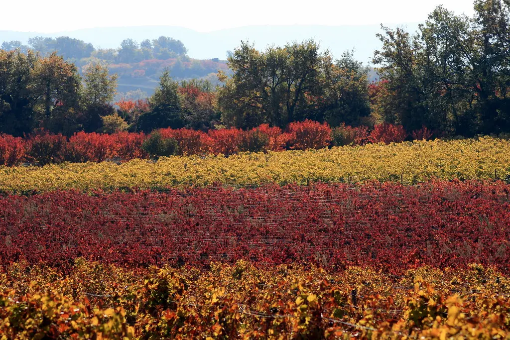 vignes en automne (MALEMORT-DU-COMTAT,FR84)