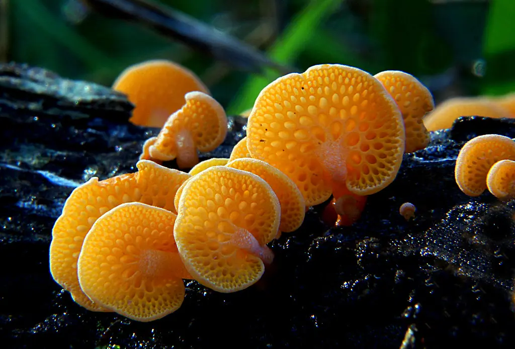 Orange pore fungus (Favolaschia calocera)