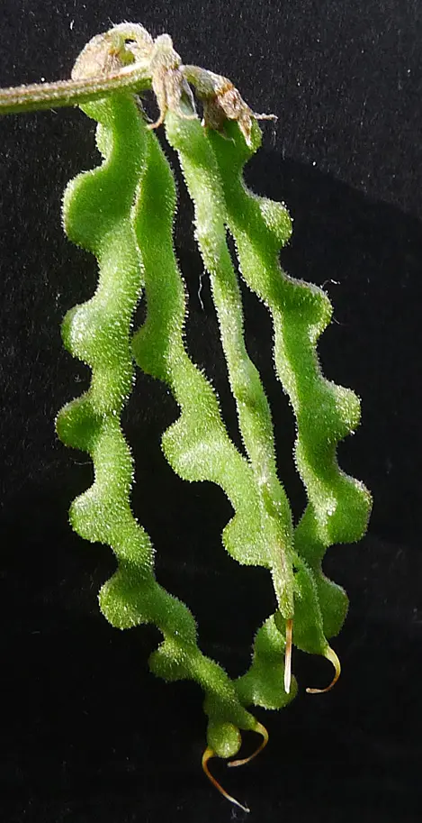 File:Hippocrepis comosa L.-000159683O.jpg