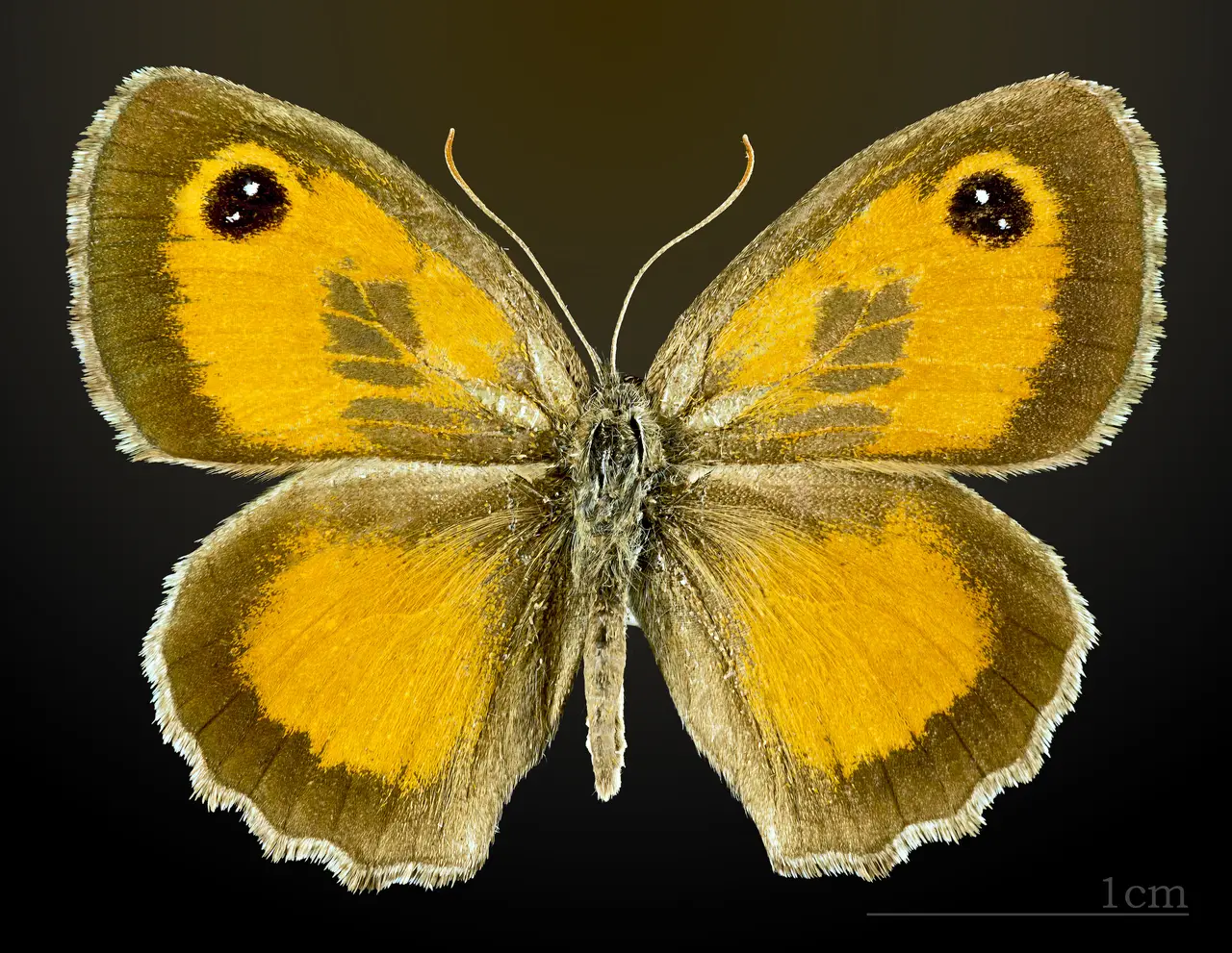 Pyronia cecilia MHNT CUT 2013 3 32 Solliès-Pont male dorsal