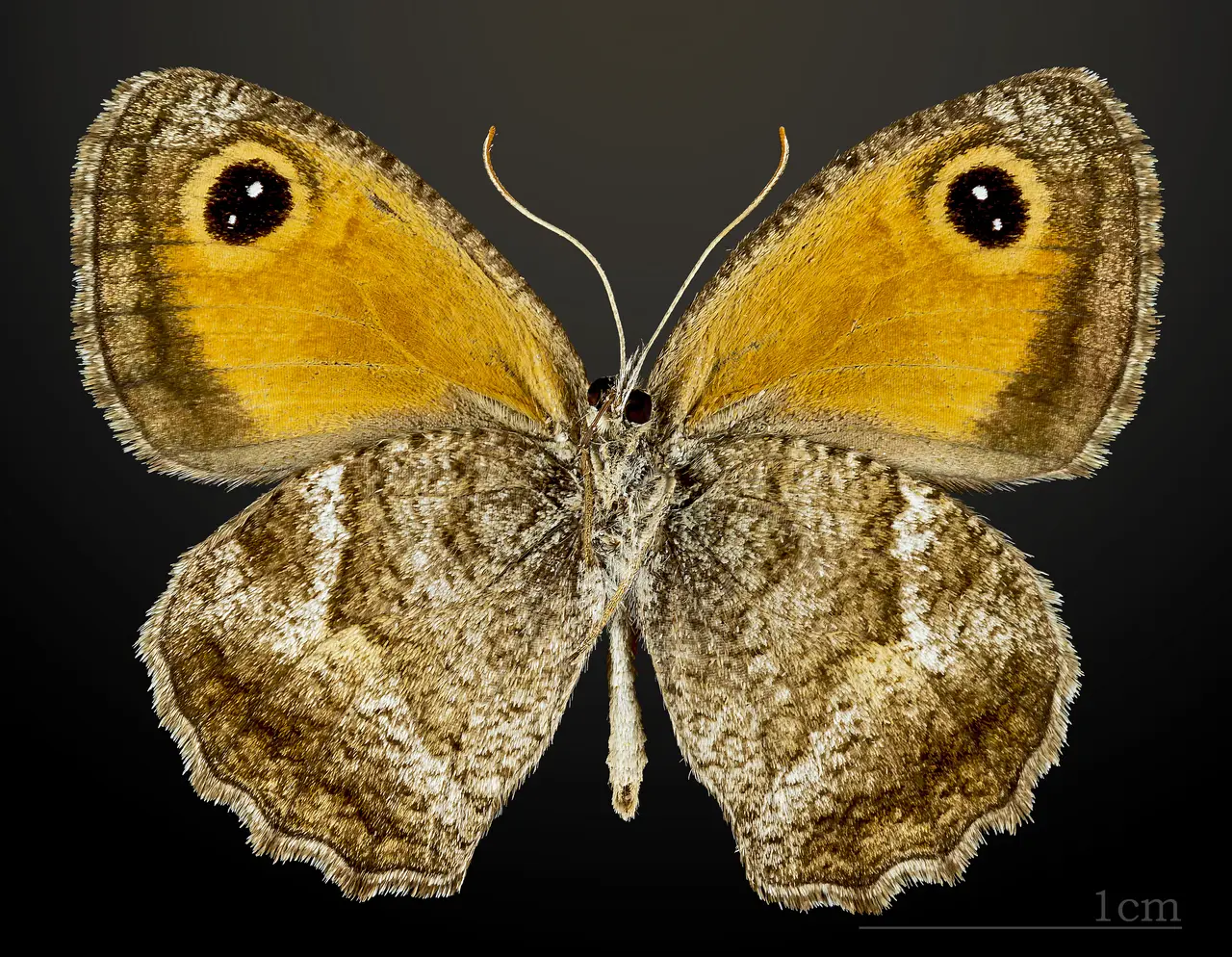Pyronia cecilia MHNT CUT 2013 3 32 Solliès-Pont male ventral