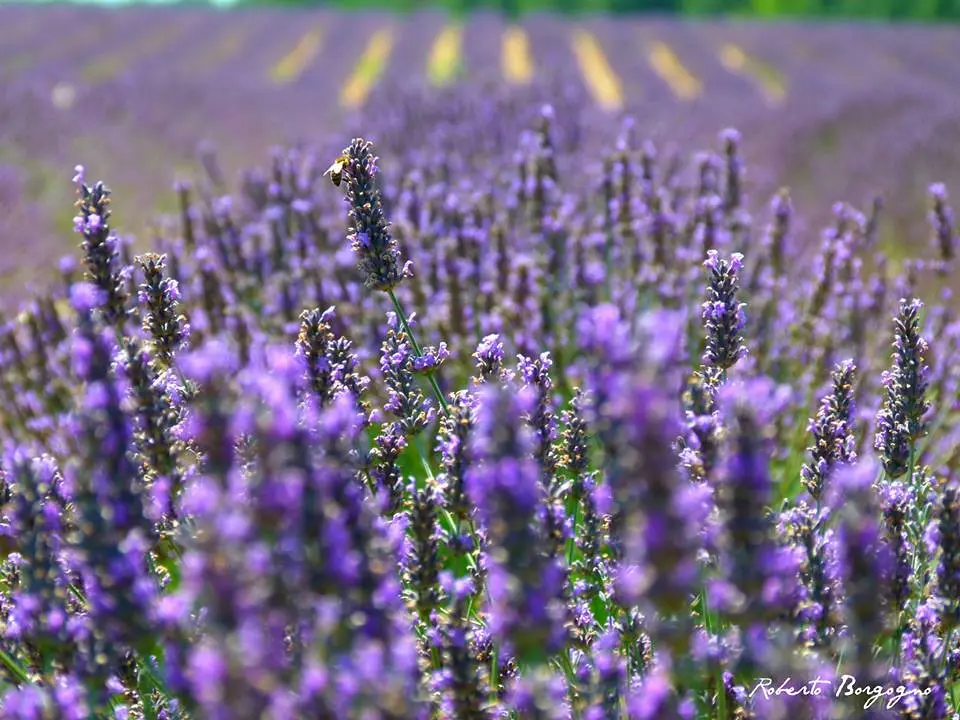 Valensole : Lavanda