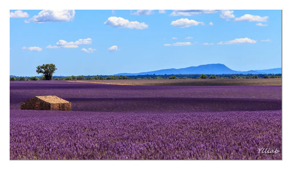 Valensole