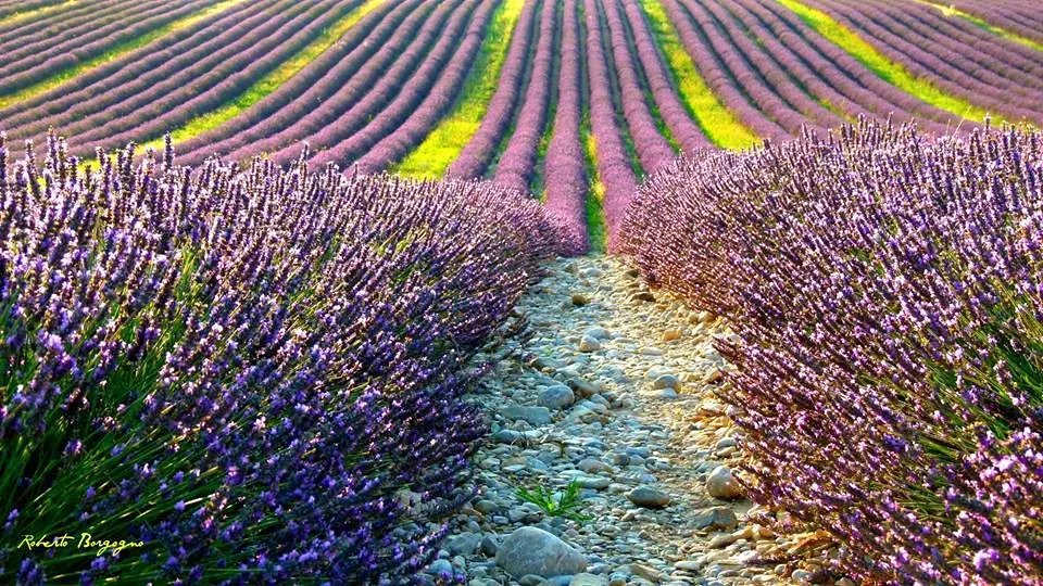 Valensole : I colori della lavanda