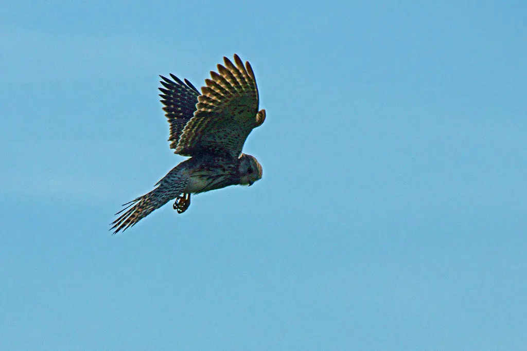 Kestrel, Grane Haslingden, Lancashire England